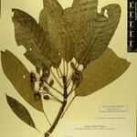 Daphniphyllum himalense Nyingine