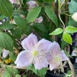 Clematis montanaFlor