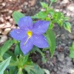 Exacum trinervium Blüte