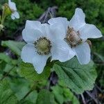 Rubus parviflorus Flor
