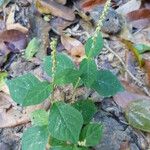 Cyathula prostrata Blüte