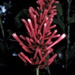 Isertia spiciformis Virág