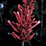Isertia spiciformis Flower