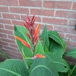 Canna × hybridaÕis