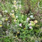 Malva alcea Vekstform