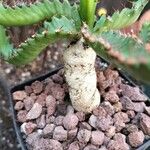 Euphorbia stellata 樹皮