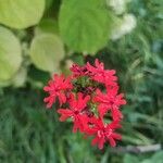 Silene chalcedonica പുഷ്പം