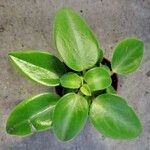 Peperomia serpens Lapas