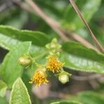 Calea prunifolia Квітка