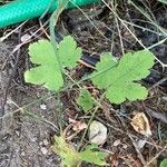 Ribes laxiflorum Feuille