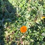 Calendula stellataBlüte