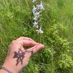 Delphinium carolinianum फूल