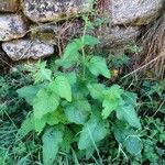 Scrophularia alpestris Habit