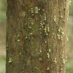 Protium apiculatum Kabuk