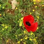 Papaver argemone Kvet