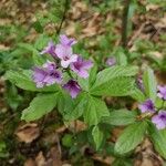 Cardamine pentaphyllos 花