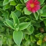 Mesembryanthemum cordifolium 花
