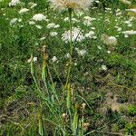 Tragopogon dubius 整株植物