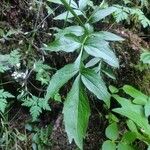 Valeriana excelsa Blad