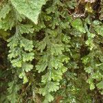 Hymenophyllum splendidum Liść