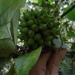 Ixora comptonii Fruit