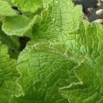 Salvia verticillata Blad