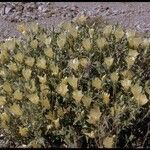 Mentzelia involucrata Habit