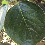 Monimia rotundifolia List