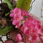 Rodriguezia lanceolata Flower