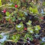 Arctostaphylos uva-ursi Fruto
