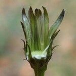 Hieracium sabaudum Fruit