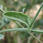 Centaurea sicula পাতা