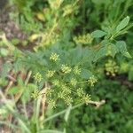 Zizia aurea Flower