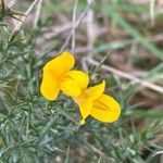 Ulex gallii Fiore