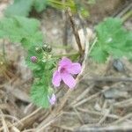 Erodium laciniatum Kukka