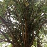 Podocarpus totara Συνήθη χαρακτηριστικά