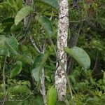 Marsdenia tylophoroides 樹皮