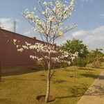 Tabebuia roseoalba Blüte