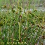 Carex bohemica Plante entière