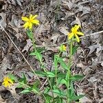 Verbesina helianthoides Flower