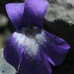 Pinguicula longifolia Flor