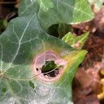 Hedera hibernica Hoja