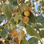 Celtis australis Плод