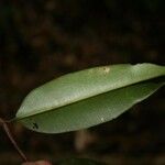 Qualea rosea Hoja