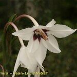 Gladiolus callianthus Õis