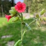 Pulmonaria rubra Flors