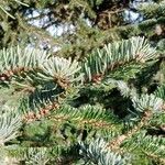 Abies nordmanniana برگ