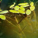 Potamogeton natans Leaf