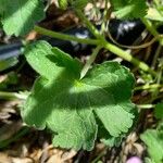 Geranium rotundifolium Листок