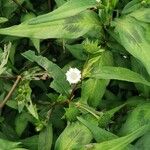 Eclipta prostrata Blatt